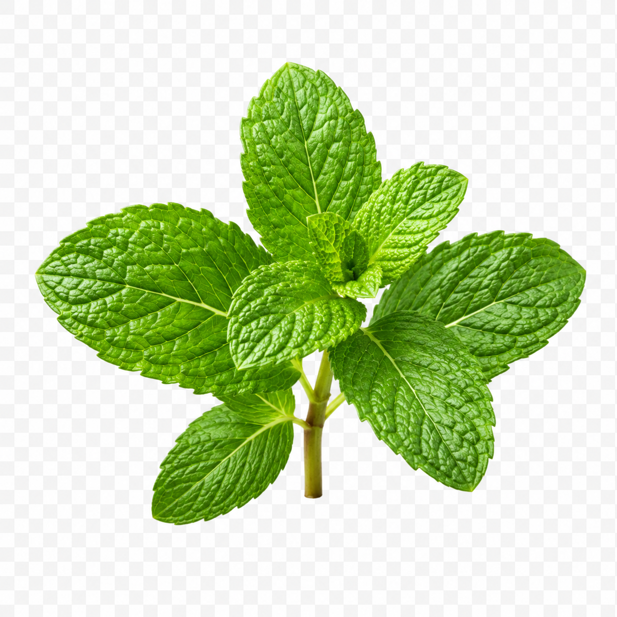 Mint Botanical Support